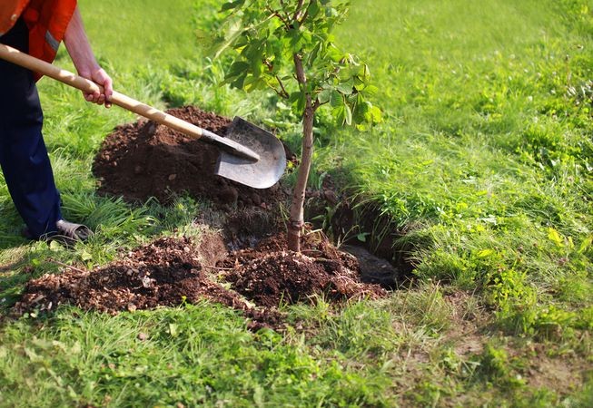 Jornadas de forestación en escuelas de Puelches y Rancul