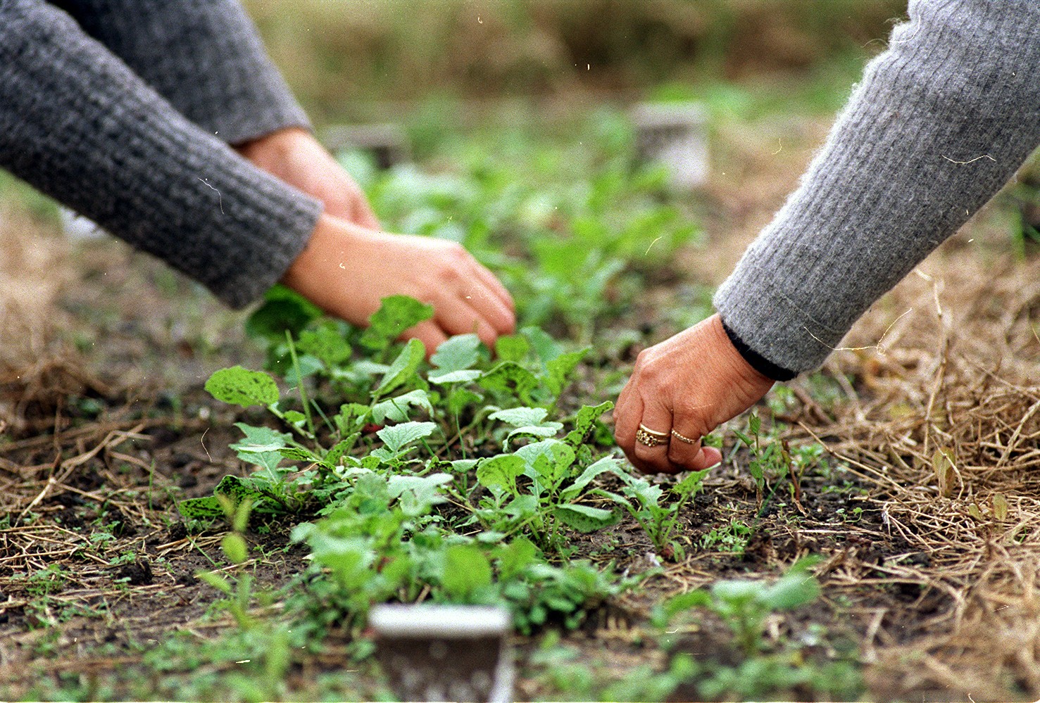 “Latidos de la Tierra”: un proyecto agroecológico que busca producir alimentos saludables en General Pico